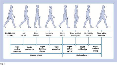 The Influence of Maygait on Musculoskeletal Health and Longevity